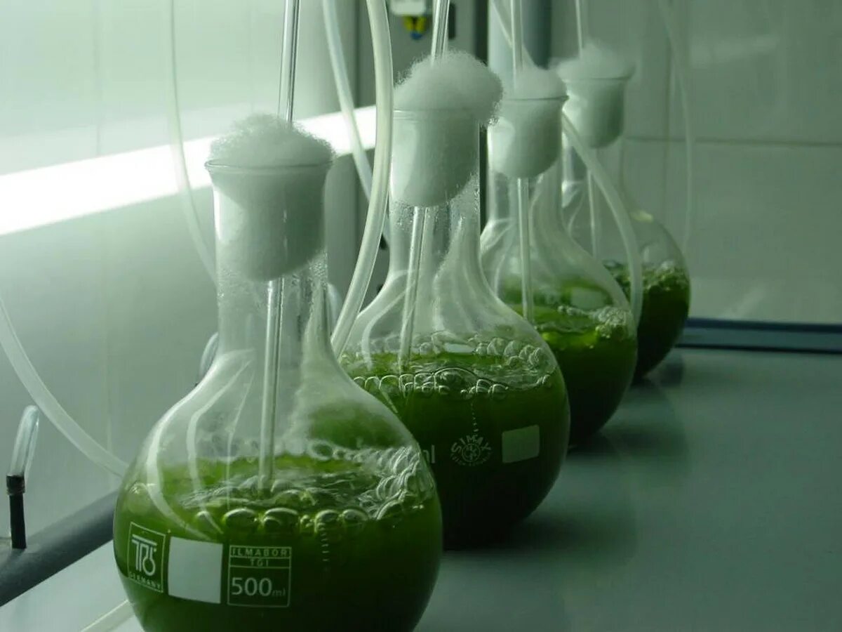 Культивирования водорослей. Колба с бактериями. Колба с водорослями. Культивирование в колбах. Зеленая колба.