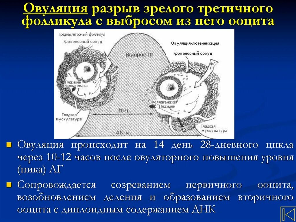 Зрелый разрыв