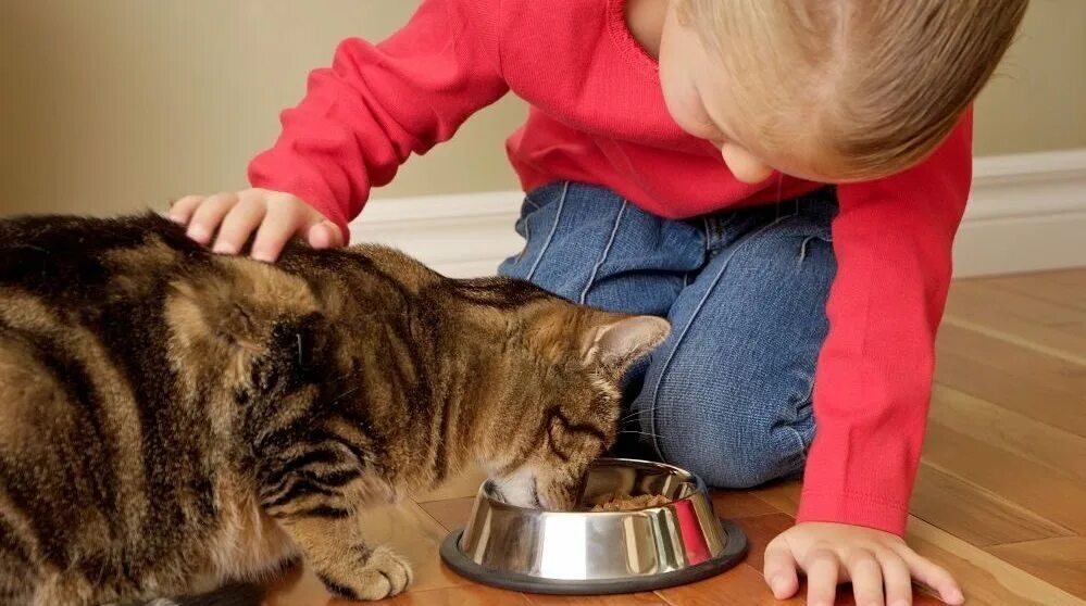 Кормящая кошка. Ребенок кормит кошку. Девочка кормит котенка. Котика кормят. Сонник кормить кошек