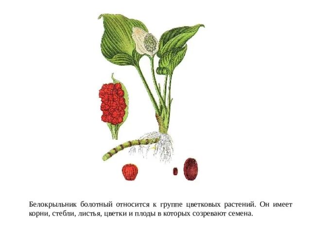 Выберите растение имеющее цветки