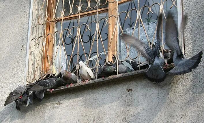 Гнездо голубя на балконе примета. Голубь на подоконнике. Птица на балконе. Голубятня на подоконнике. Голуби на крыше.