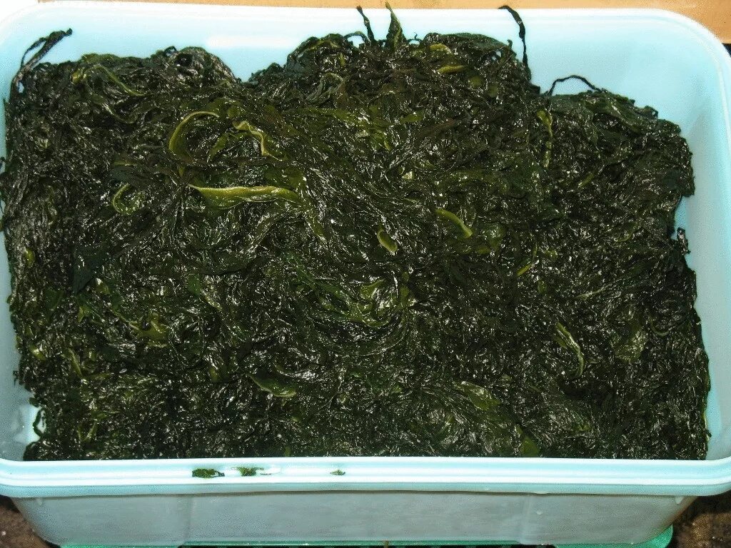 Можно ли собакам морскую капусту