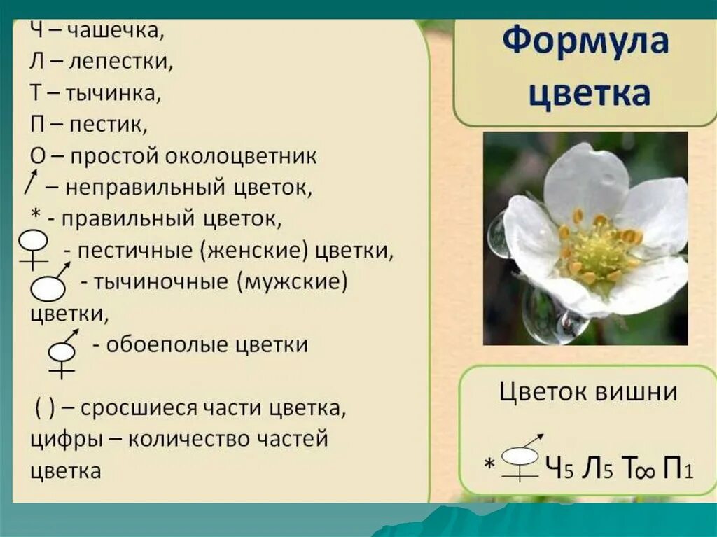 Число чашелистиков у двудольных. Формула цветка ч5 л5 т8 п8. Формула цветка ч5л5т5п1 соответствует. Ч5л5т5п2 формула цветка. Формула цветка л5ч5 т много п1.