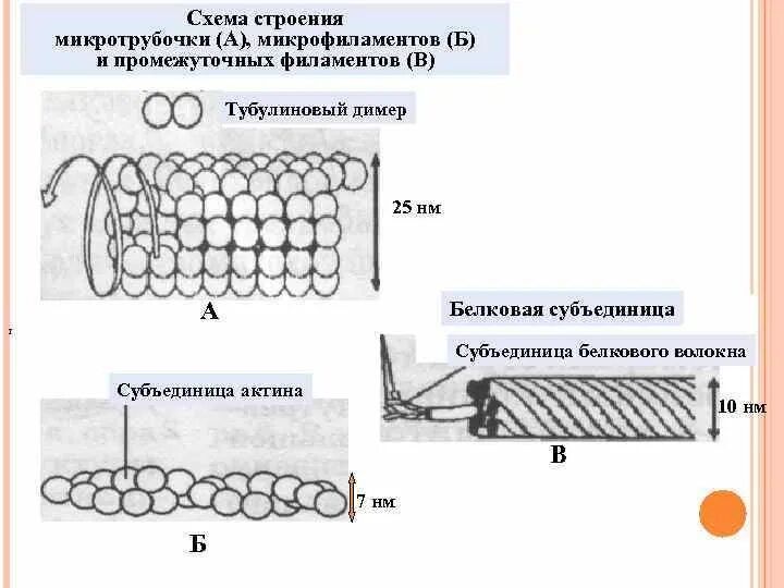 Микротрубочки их строение. Микротрубочки их строение