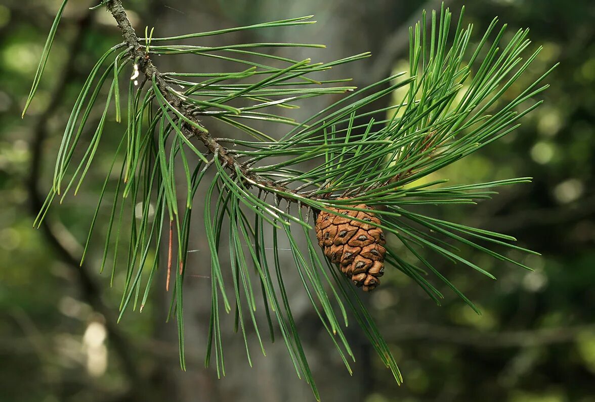 Сосна Тунберга Pinus thunbergii. Сосна Тунберга шишка. Семейство сосновые Pinaceae. Сосна Тунберга (Pinus thunbergii) OGI. Сосновые порядок хвойные