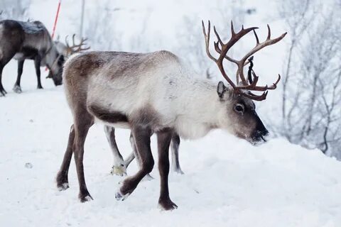 Внешний вид северного оленя