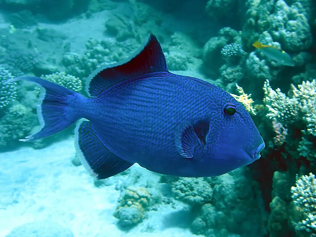 Центропиг королевский. Океанские рыбы. Рыбки в море. Рыбки синие в море. Стаи рыб в океане.
