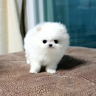 Собака шпиц белый маленький