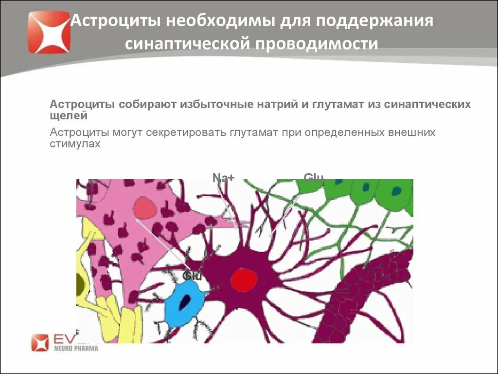 Астроциты. Глутамат астроциты. Кальциевые волны астроцитов. Астроциты гормон. Астроцит клиника