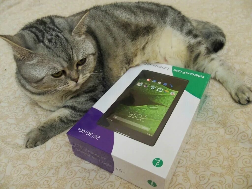 Тут кот. Котик в интернете.