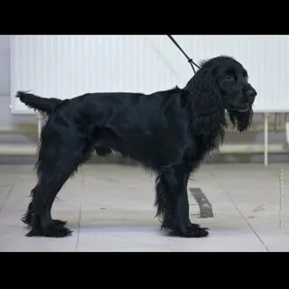 Русский спаниель черный