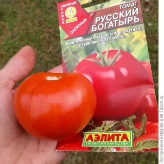 Томат фея