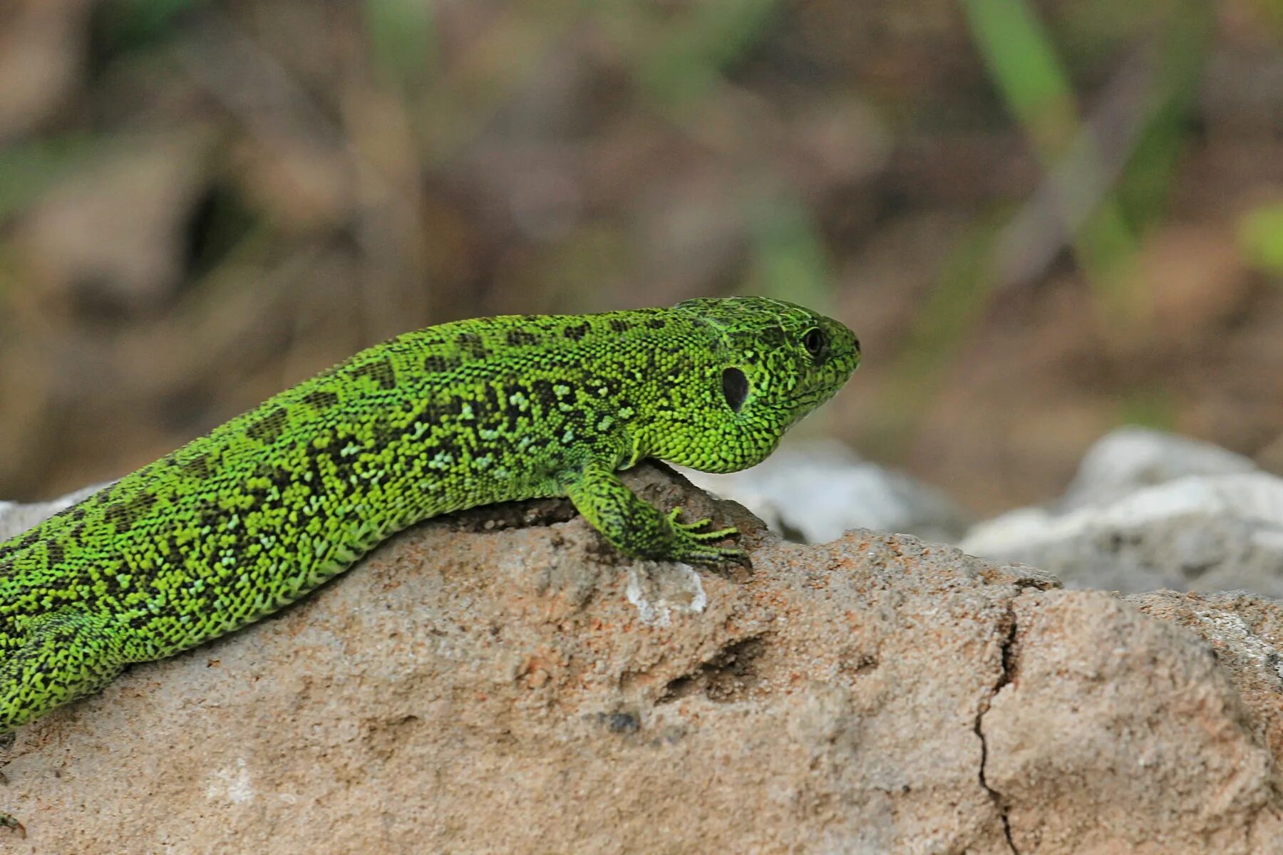 Ящерица прыткая (лат. Lacerta Agilis). Ящерица прыткая Тритон. Прыткая ящерица меланист. Прыткая ящерица Lacerta Agilis.