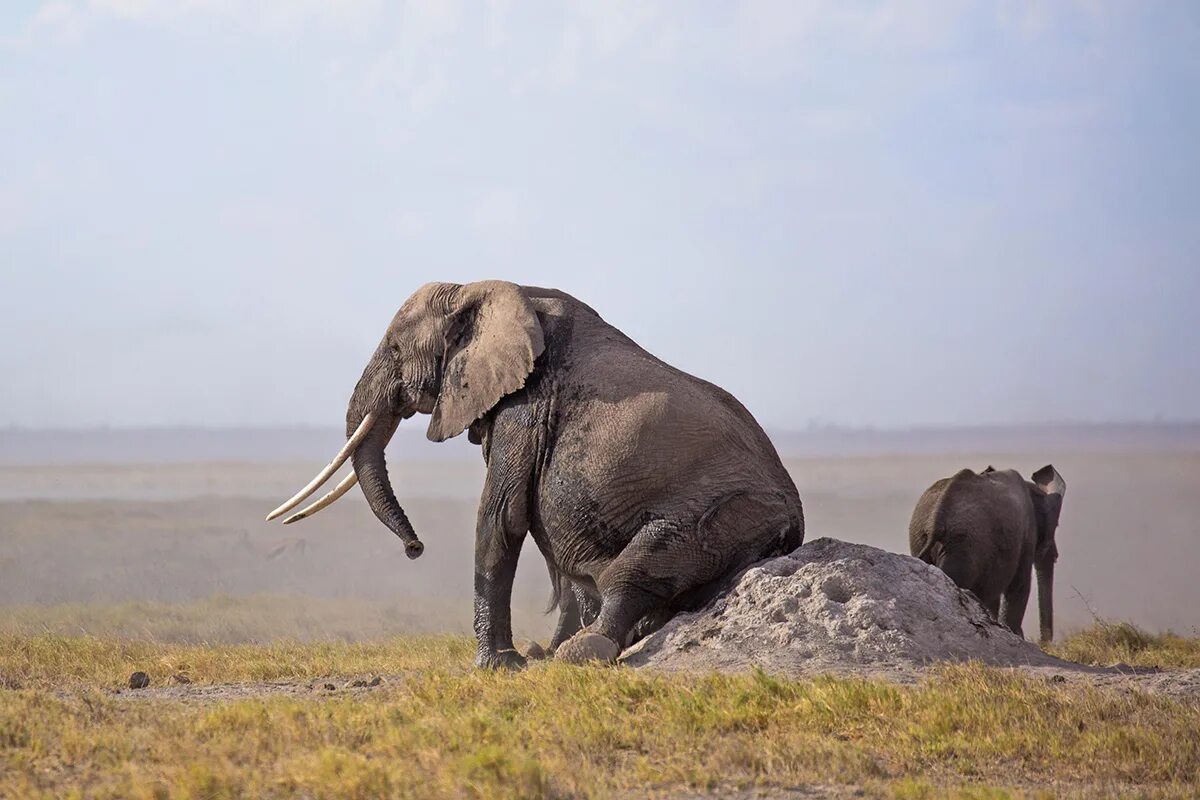 Поставь elephant. Африканский слон смешной. Слон с поклажей. Слон в Африке фото.