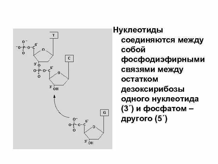 Соединение нуклеотидов днк. Фосфодиэфирная связь между нуклеотидами схема. Как соединяются нуклеотиды между собой. Нуклеотиды соединяются между собой связью. Нуклеотиды между собой соединяются с помощью пептидных связей.