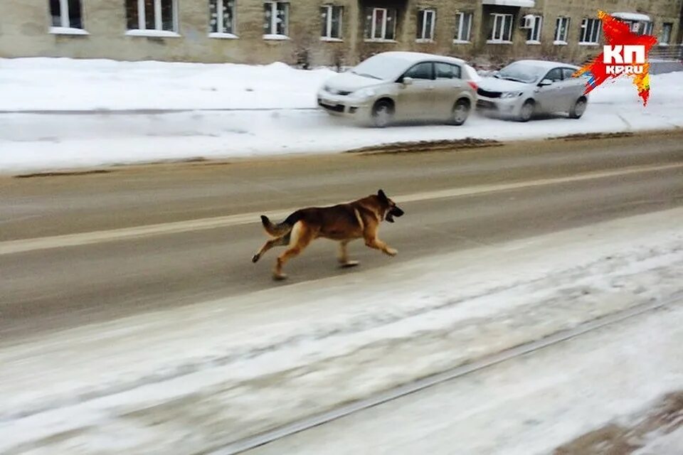 Собаки бегут по дороге. Дворняга бежит. Собака убегает. Со.ака ,tuftn.