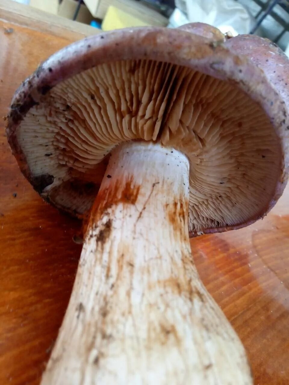Белый гриб коричневая ножка. Паутинник голубовато-опоясанный Cortinarius balteatocumatilis. Гриб коричневый пластинчатый паутинник. Боровик пластинчатый гриб. Паутинник коричневый гриб.