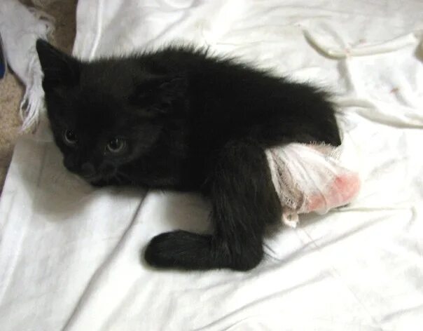 Черные котята во сне к чему снятся. Черный кот с белым животом. Котята черного цвета с белым животом. Черный кот с белым брюхом. Плюшевый чёрный кот с пузом.