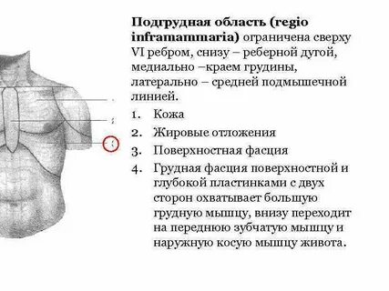 Верхняя граница грудной клетки