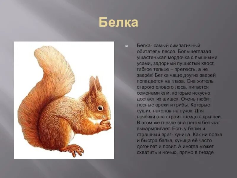 Проект белка 4 класс Squirrels Purple squirrel, Cute squirrel, Squirrel