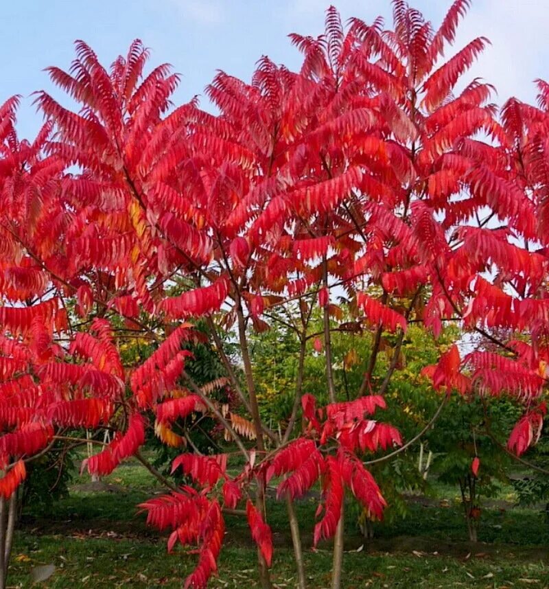 Сумах стоимость. Сумах оленерогий уксусное дерево. Сумах Rhus typhina. Сумах пушистый оленерогий. Дерево Сумах уксусное дерево.