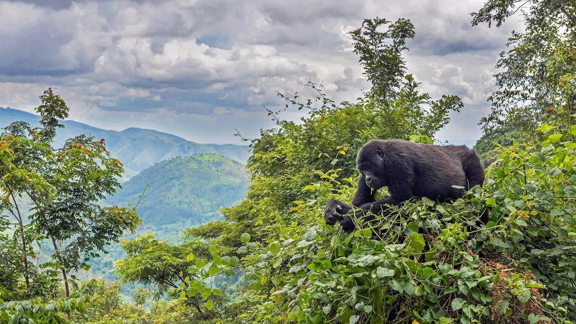 Местообитание горилл шимпанзе ленивцев леопардов ягуаров. Бвинди Уганда. Национальный парк Бвинди в Африке. Национальный парк Бвинди Горная горилла. НЕПРОХОДИМЫЙ лес Бвинди, Уганда.