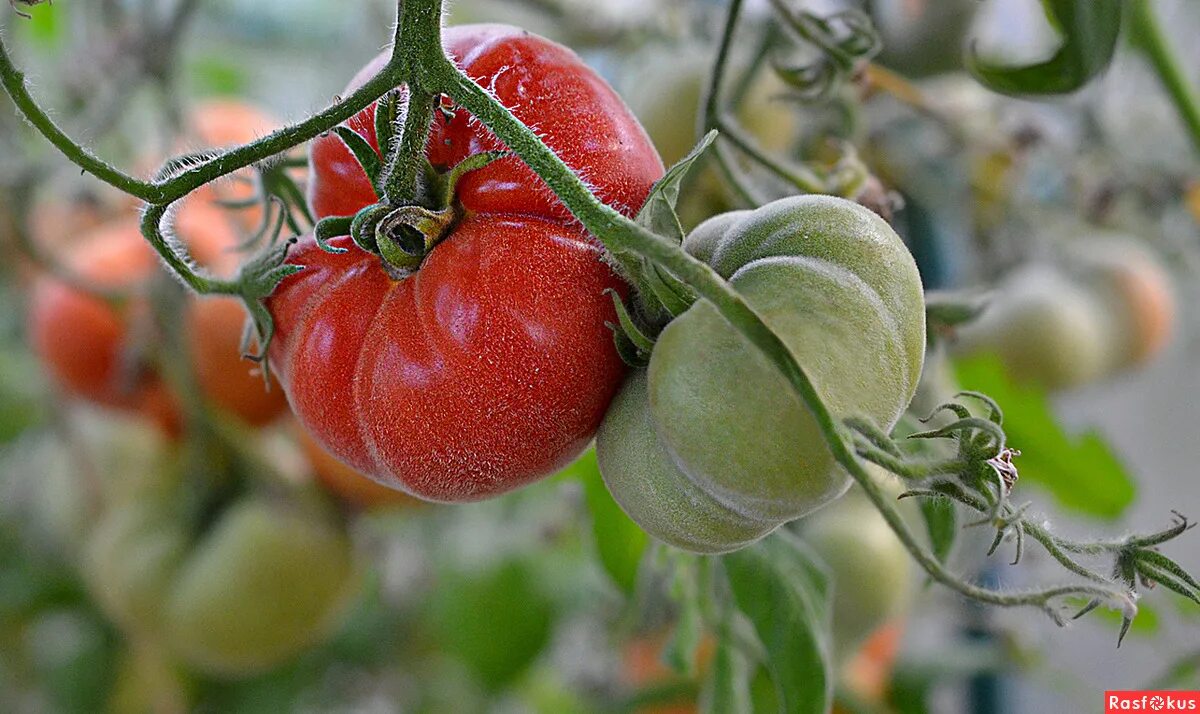Томат абрикос гусева. Томат абрикосовый конфитюр. Сорт помидор сердце абрикосовой зебры. Томат айсан f1. Томат абрикосик.