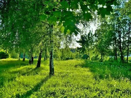 Русский лес кратко