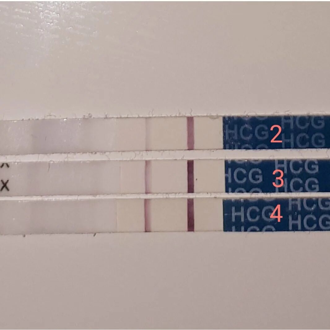 Тесты после укола Овитрель. Тест на беременность после овитреля. Тест на беременность после укола ХГЧ. Тест после укола ХГЧ 1500.