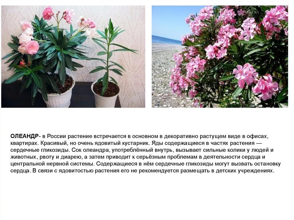 Олеандр цветок описание. Олеандр цветок ядовитый или нет. Олеандр комнатный ядовитый. Олеандр алкалоиды. Олеандр ядовитый или нет.