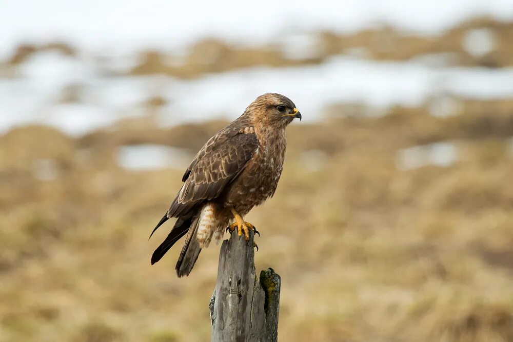 Ястреб канюк. Ястреб канюк. A-143 buzzard. Второе имя канюка 5 букв сканворд. Второе имя канюка 5 букв сканворд.