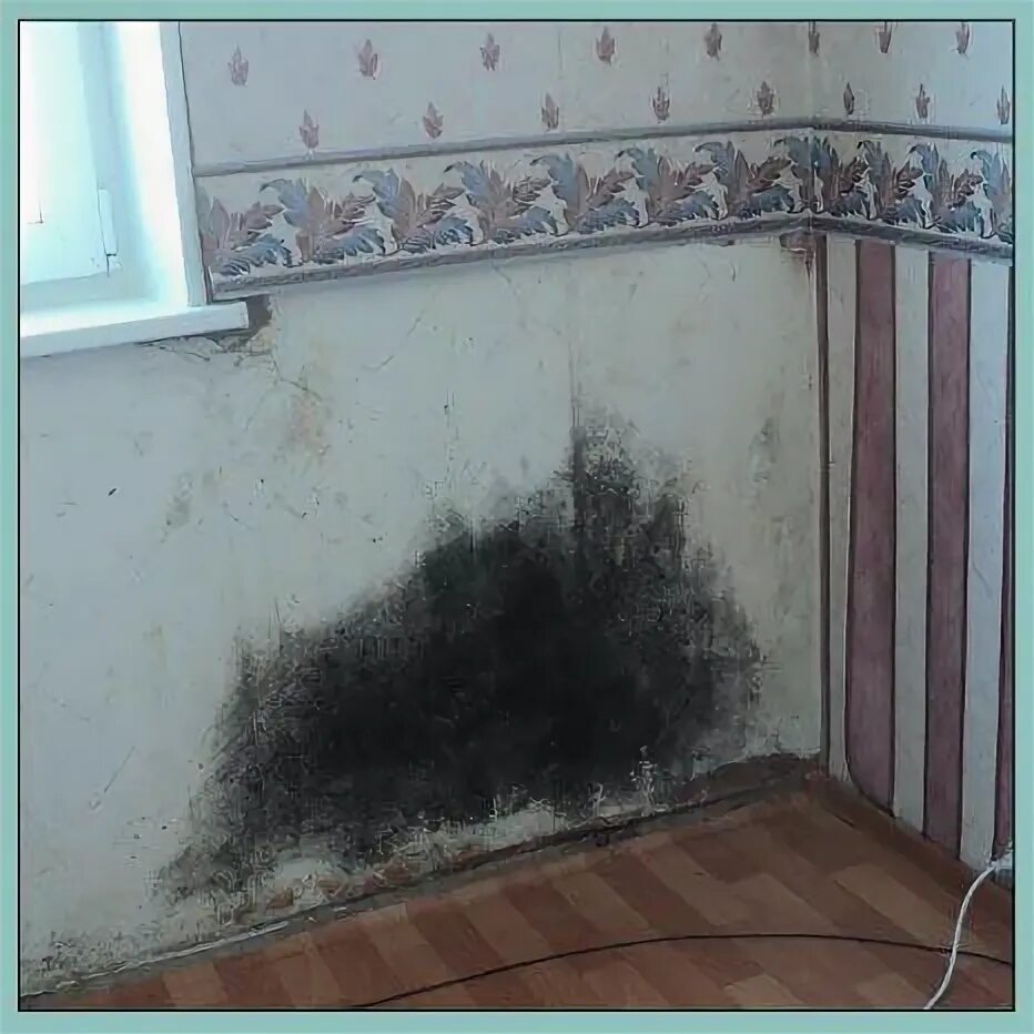Mold Help: What is it and why is it so bad? Swartz Restoration and Emergency Ser