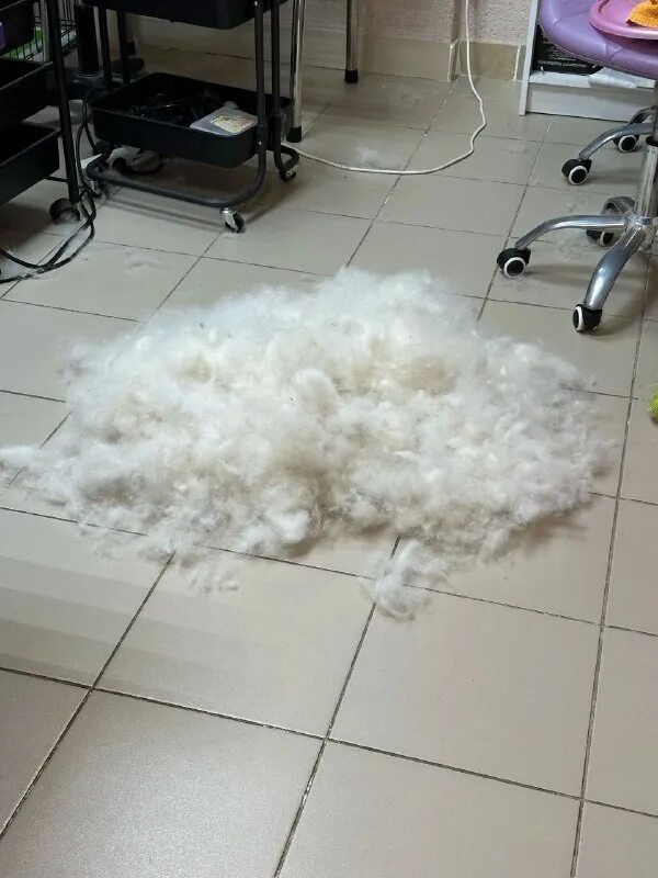 Сезонная линька у животных. Вычесывание мейн куна. Кошачья линька. Линька прошла. Шотландский котенок линяет.