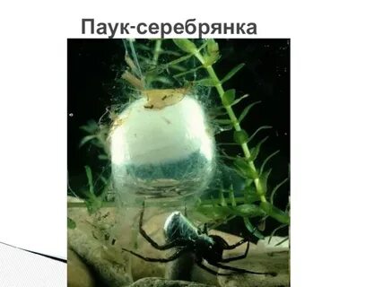 Паук серебрянка развитие с метаморфозом или прямое