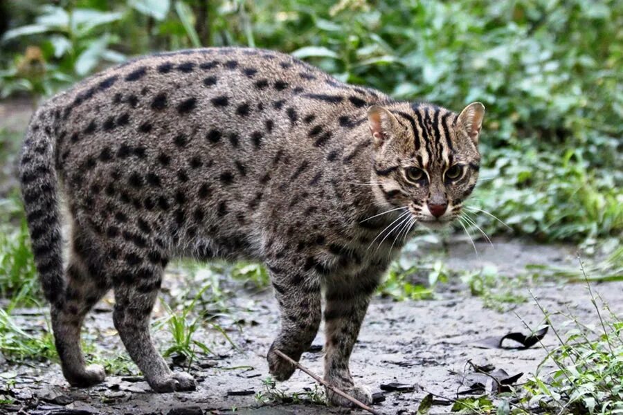пампасская кошка южной америки. дикий кот букв сканворд. оцелот тигробыль. леопард онцилла. рыжая рысь северной америки.