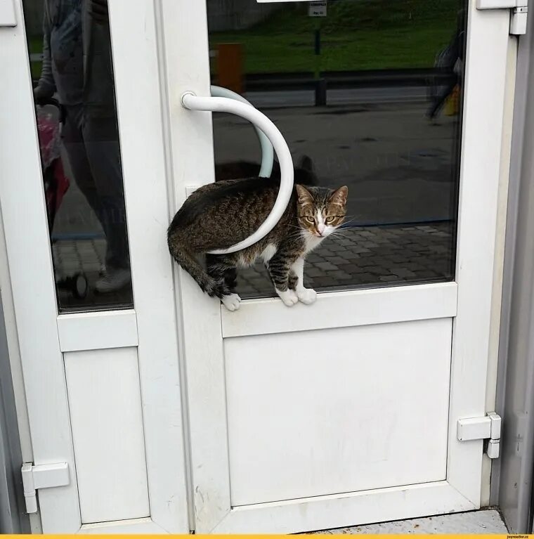 Включи веселый кот doors. Нельзя подсматривать. Я под твоим окном. Кот за дверью. Кошки маленькие у двери.