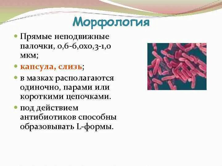 Условно патогенная микрофлора это. Мелкие палочки неподвижных. Палочки располагаются одиночно. Палочки в капсуле в мокроте. Капсульная палочка заболевания.