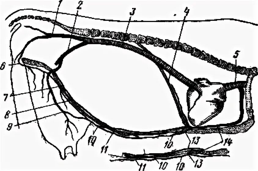 Артерия у свиньи где находится фото. Краниальная полая Вена у коров. Краниальная полая Вена у животных.