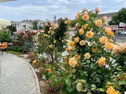 Розы севастополь