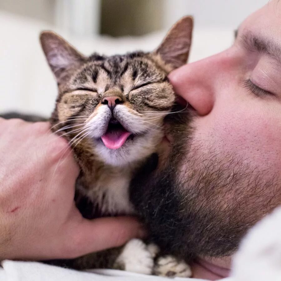 Кот любимый кот парню. Кошка целует. кошка и хозяин. парень целует кота. тискать кошку.