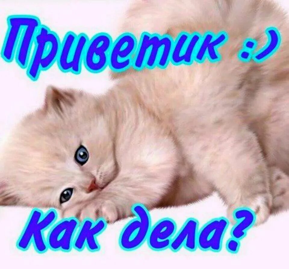 Здравствуйте как дела как жизнь. Здравствуйте как дела как жизнь