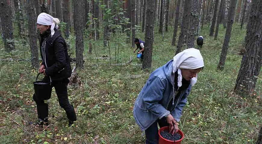 Можно ли посещать леса. Собирать ягоды в лесу. Сбор лесных ягод. Сбор черники в лесу. Человек собирает ягоды.