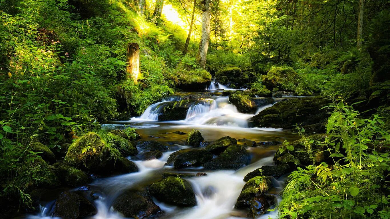Живая природа 4. Шварцвальд водопады. Ручей водопад. Живая природа 4. Живая природа 4.