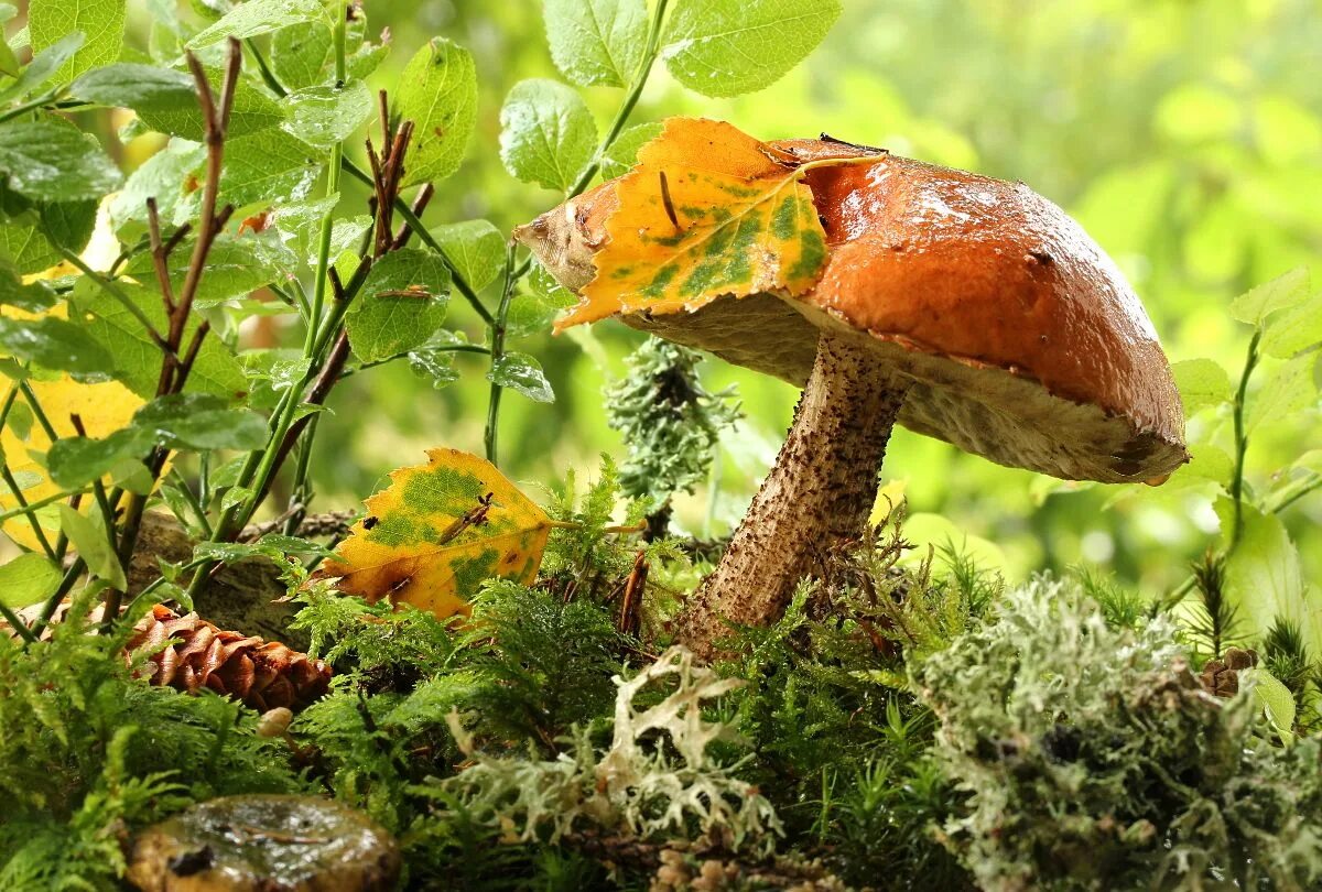 Подосиновик осенний. Осенние грибы подосиновики. Подосиновик гриб. Осенние грибы фото. Грибы природа лес