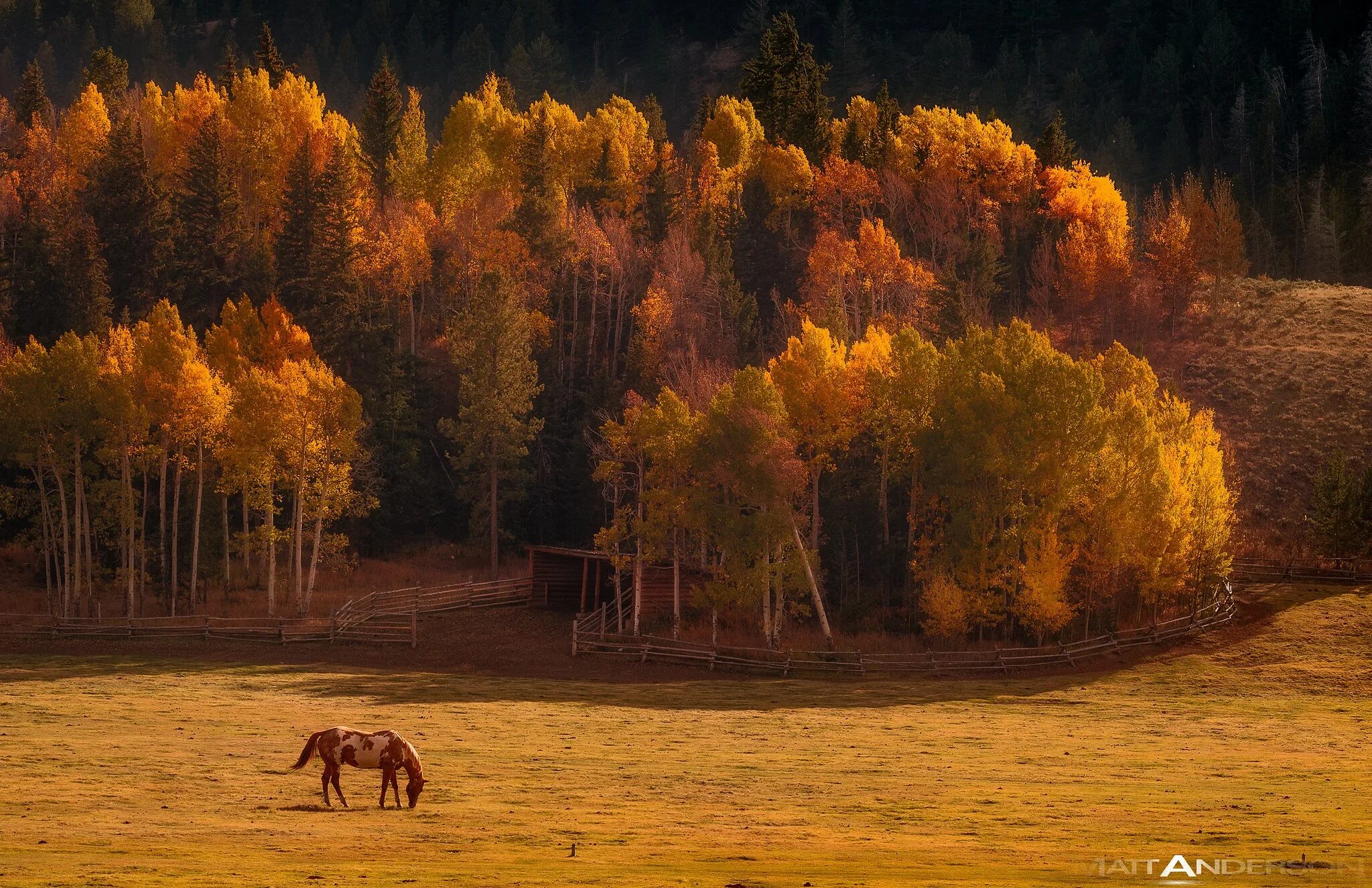 Осенний лес. Пейзажи природы и животных. Осенний лес вдали. Лошадь в осеннем лесу.