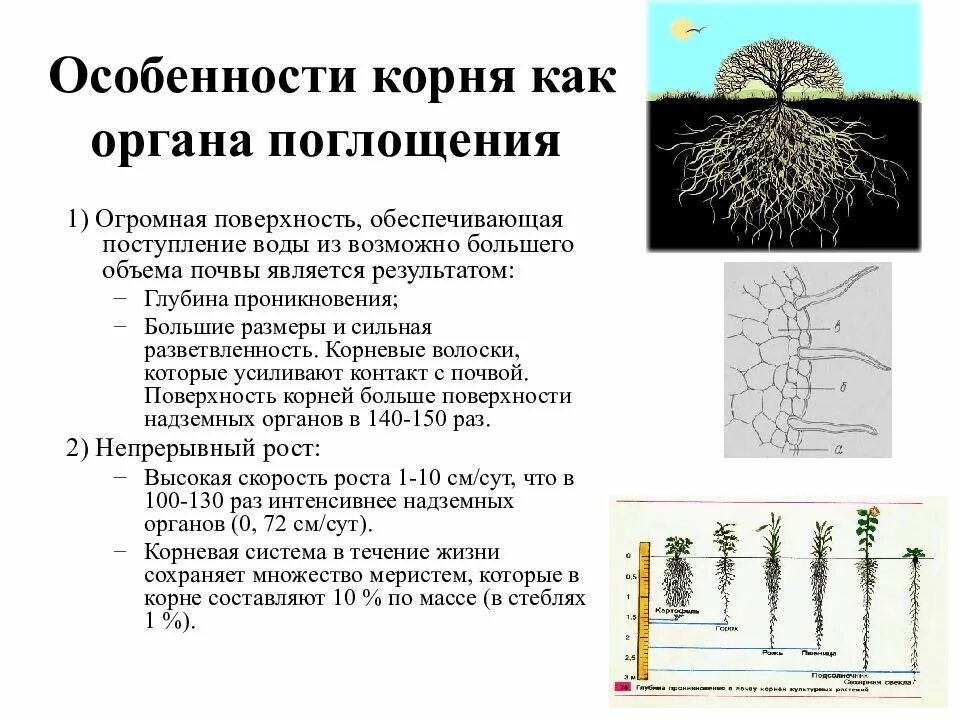 Условия для корня. Особенности строения корня. корень растения строение и характеристика. особенности корневой системы как органа поглощения воды. органы растения поглощающие воду.