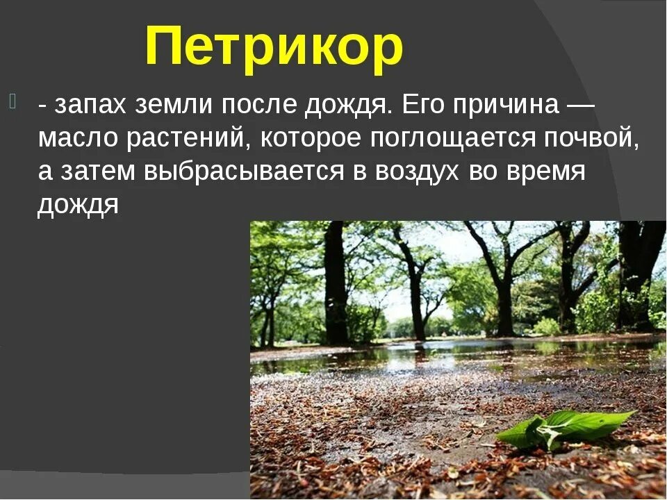 Почему после дождя. Петрикор. запах после дождя. запах земли после дождя. запах после дождя петрикор.