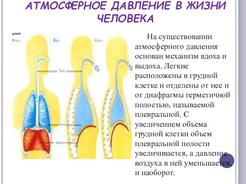 При вдохе давление в легких падает. Модель Дондерса механизм вдоха. Механизм вдоха и выдоха. Механизм вдоха давление. Атмосферное давление механизм вдоха и выдоха.