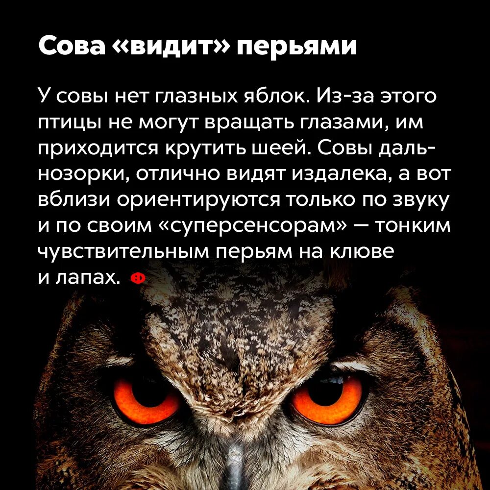 Может быть совы разыскивают добычу. Интересные факты о Филине. Интересные факты о совах и филинах. Интересные факты о совах. Как видит Сова.