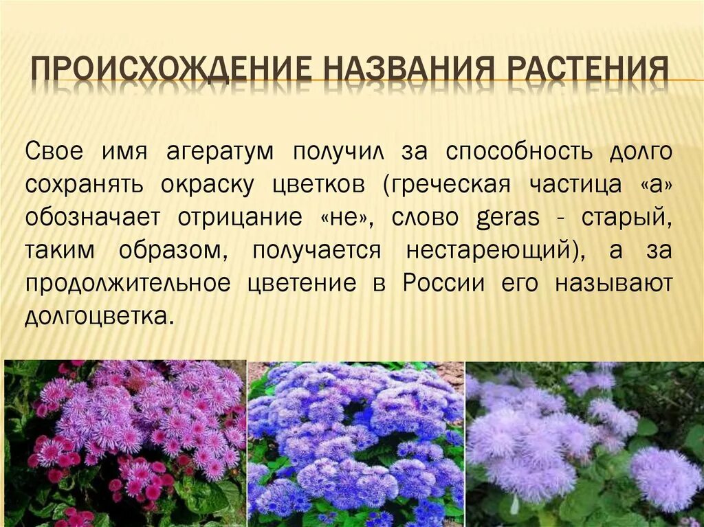 Как по другому называют цветы. Агератум Хоустона характеристика. Агератум происхождение. Агератум Хоустона описание растения. Агератум описание растения.